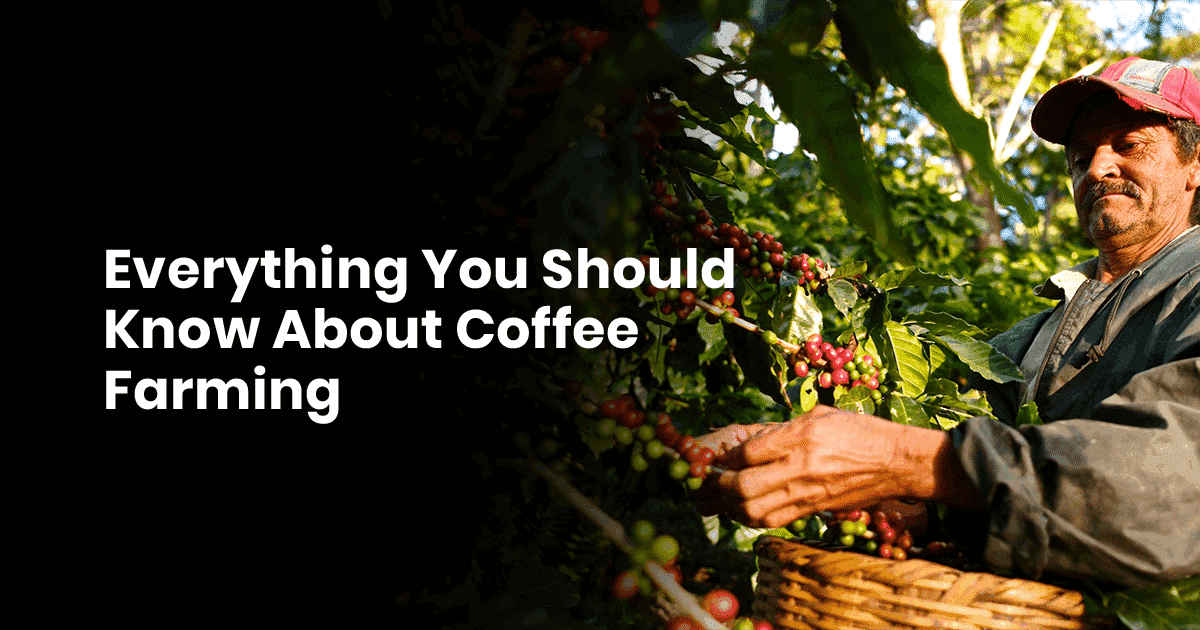 Everything You Should Know About Coffee Farming